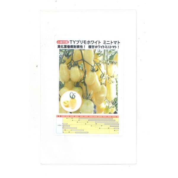 画像1: [トマト/ミニトマト]　TYプリモホワイト　7粒　小林種苗 (1)
