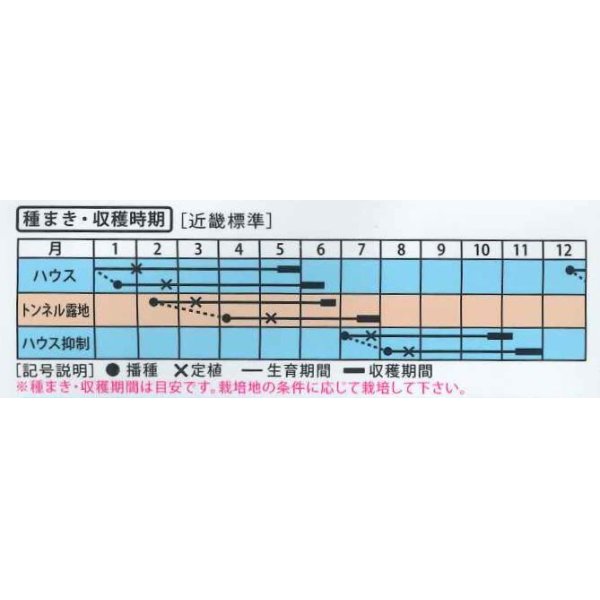 画像2: [メロン]　シルクロード　7粒　（株）大和農園　 (2)