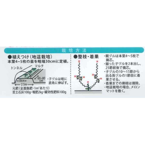 画像3: [メロン]　ゴールデンテイスト　7粒　（株）大和農園　 (3)