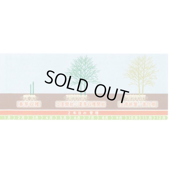 画像7: 送料無料 [アスパラガス] ハイパーウェルカム 100粒 (株)サカタのタネ (7)