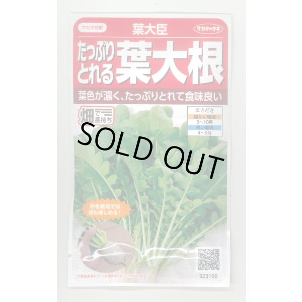 画像1: 送料無料　[大根]　葉ダイコン　葉大臣　約900粒　(株)サカタのタネ　実咲350（003088） (1)