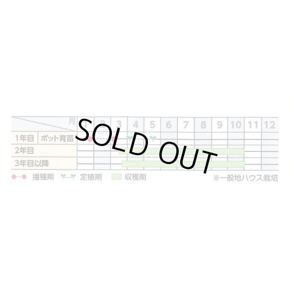 画像3: 送料無料 [アスパラガス] ハイパーウェルカム 100粒 (株)サカタのタネ (3)