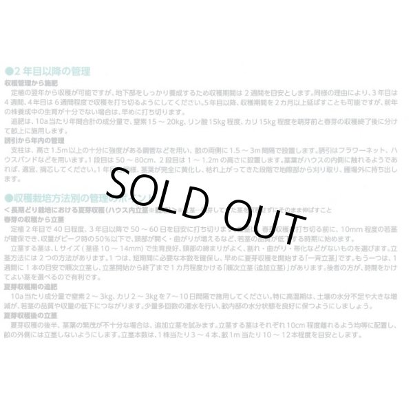 画像5: 送料無料 [アスパラガス] ハイパーウェルカム 1000粒 (株)サカタのタネ (5)