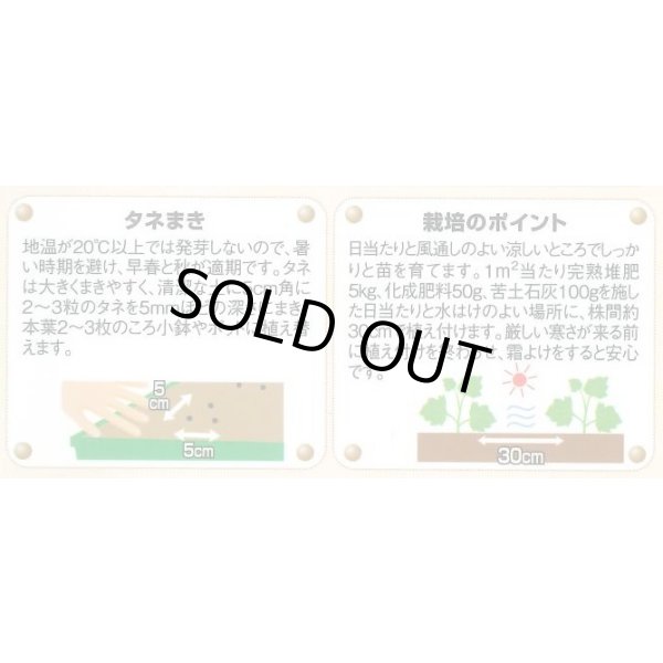 画像3: 送料無料　花の種　デルフィニウム　プデルミックス　小袋(約40粒)　(株)サカタのタネ　実咲500（101562） (3)
