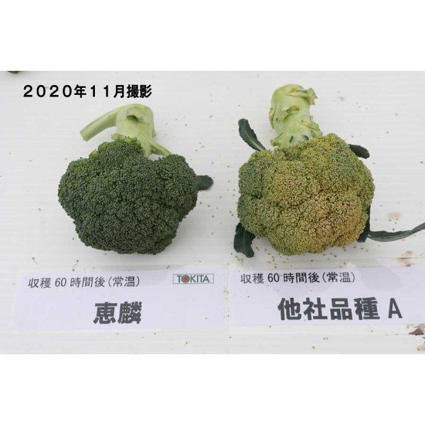 画像3: 送料無料　[ブロッコリー]　恵麟　コート5千粒　トキタ種苗(株) (3)