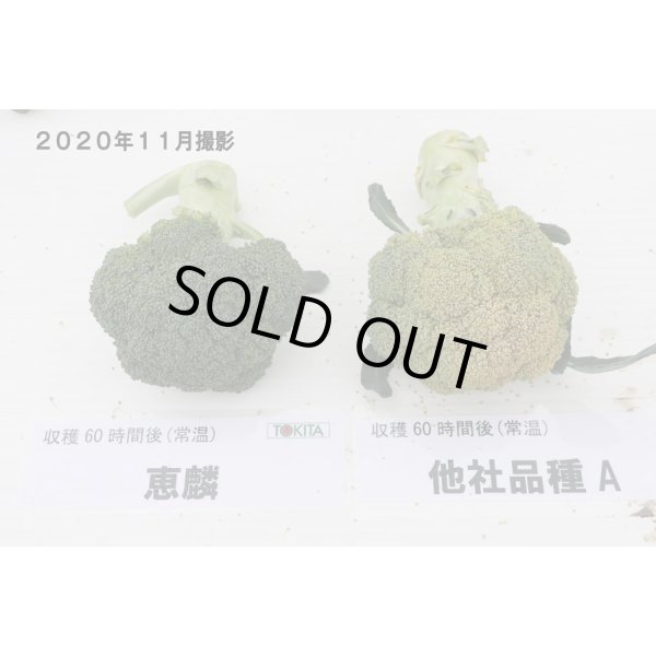 画像3: 送料無料　[ブロッコリー]　恵麟　2000粒　トキタ種苗(株) (3)