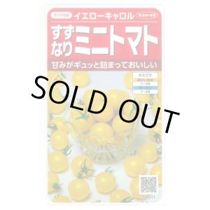 画像: 送料無料　[トマト/ミニトマト]　イエローキャロル　15粒　(株)サカタのタネ　実咲450（004026）