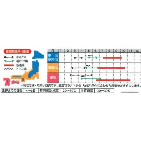 画像2: [トマト/ミニトマト]　オレンジキャロル　15粒　（株）サカタのタネ　実咲400 (2)