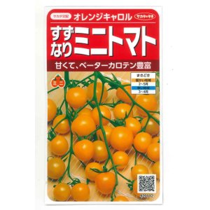 画像: [トマト/ミニトマト]　オレンジキャロル　15粒　（株）サカタのタネ　実咲400