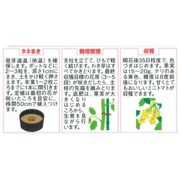 画像2: 送料無料　[トマト/ミニトマト]　イエローキャロル　15粒　(株)サカタのタネ　実咲450（004026） (2)