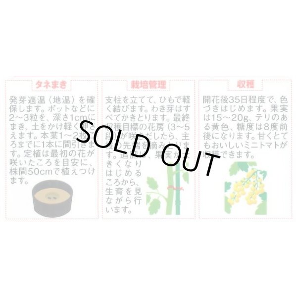 画像2: 送料無料　[トマト/ミニトマト]　イエローキャロル　15粒　(株)サカタのタネ　実咲450（004026） (2)