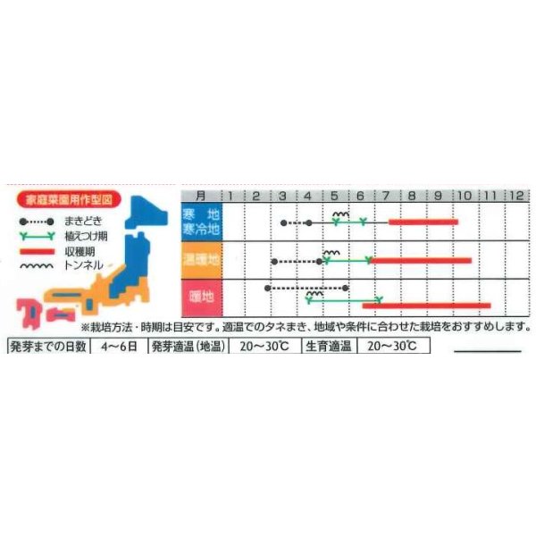 画像3: 送料無料　[トマト/ミニトマト]　イエローキャロル　15粒　(株)サカタのタネ　実咲450（004026） (3)