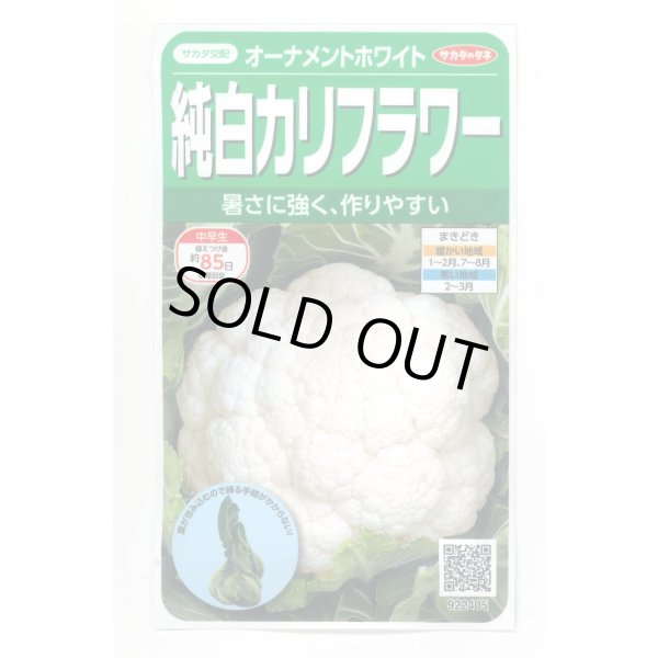 画像1: 送料無料　カリフラワー　]　オーナメントホワイト　小袋(約120粒)　(株)サカタのタネ　実咲450（004025） (1)