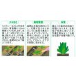 画像5: 送料無料　カリフラワー　]　オーナメントホワイト　小袋(約120粒)　(株)サカタのタネ　実咲450（004025） (5)