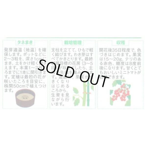 画像3: [トマト/ミニトマト] キャロルパッション 12粒 (株)サカタのタネ 実咲450(002826) (3)