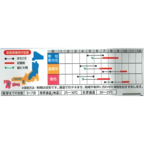 画像2: [枝豆]　いきなまる　約40粒　（株）サカタのタネ　　実咲300 (2)