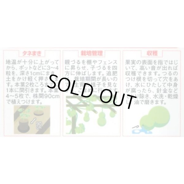 画像3: 送料無料　大ひょうたん　(およそ10粒)　(株)サカタのタネ　実咲250（002863） (3)
