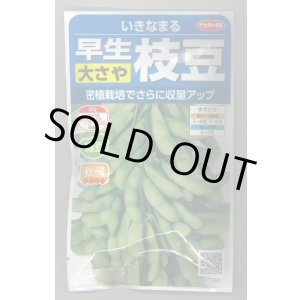 画像: 送料無料　[枝豆]　いきなまる　約40粒　(株)サカタのタネ　実咲350　（003157）　　　　　　　　　　　　　　　　　　　　　　　　　　　　　　　　　　　　