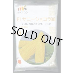 画像: [とうもろこし]　サニーショコラ88　2000粒　ヴィルモランみかど（株）