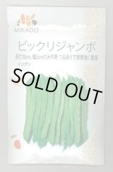 画像: 送料無料　[いんげん]　ビックリジャンボ　1dl　ヴィルモランみかど（株）