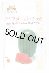 画像: 送料無料　[スイカ]　小玉スイカ　マダーボール66　8粒　ヴィルモランみかど