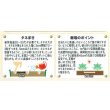 画像3: 送料無料　花の種　マリーゴールド　ファイヤーボール　約30粒　(株)サカタのタネ　実咲500（028555） (3)