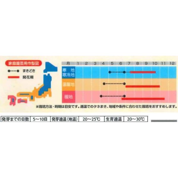 画像2: 花の種　マリーゴールド　ファイヤーボール　　約30粒　（株）サカタのタネ　実咲500　 (2)