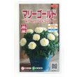 画像1: 送料無料　花の種　マリーゴールド　ホワイトゴールドマックス　約30粒　(株)サカタのタネ　実咲500（028554） (1)