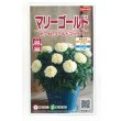 画像1: 花の種　マリーゴールド　ホワイトゴールドマックス　　約30粒　（株）サカタのタネ　実咲500　 (1)