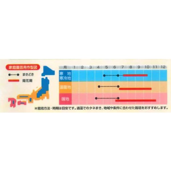 画像2: 送料無料　花の種　マリーゴールド　ホワイトゴールドマックス　約30粒　(株)サカタのタネ　実咲500（028554） (2)