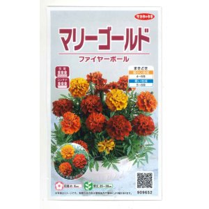 画像: 花の種　マリーゴールド　ファイヤーボール　　約30粒　（株）サカタのタネ　実咲500　