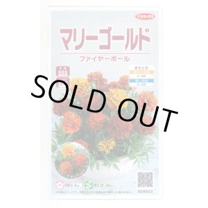 画像: 送料無料　花の種　マリーゴールド　ファイヤーボール　約30粒　(株)サカタのタネ　実咲500（028555）