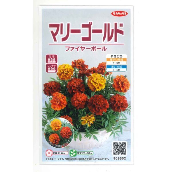画像1: 花の種　マリーゴールド　ファイヤーボール　　約30粒　（株）サカタのタネ　実咲500　 (1)