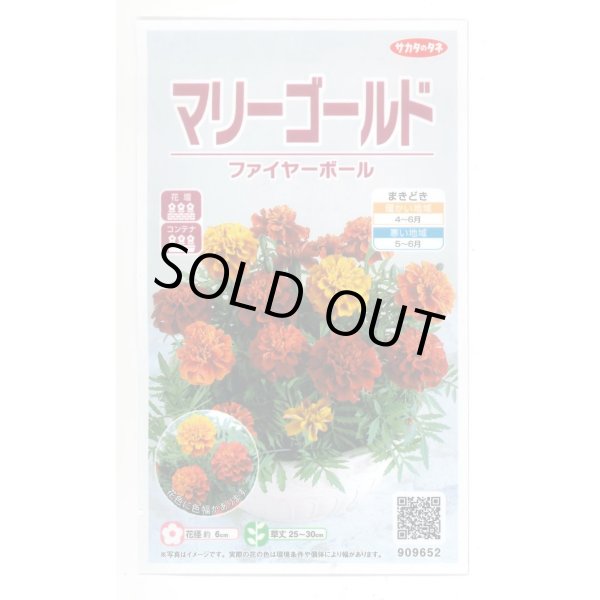画像1: 花の種 マリーゴールド ファイヤーボール 約30粒 (株)サカタのタネ 実咲500（028555） (1)
