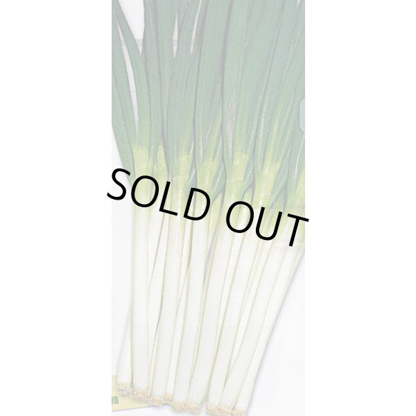 画像2: 送料無料　[ねぎ]　関羽一本太　1dl　(株)トーホク (2)