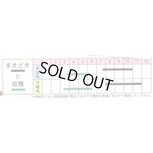 画像3: 送料無料　[葉物]　三池高菜　10ml　(株)タカヤマシード (3)