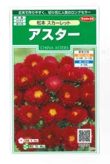 画像: 花の種　アスター　松本スカーレット　約190粒　（株）サカタのタネ　実咲250