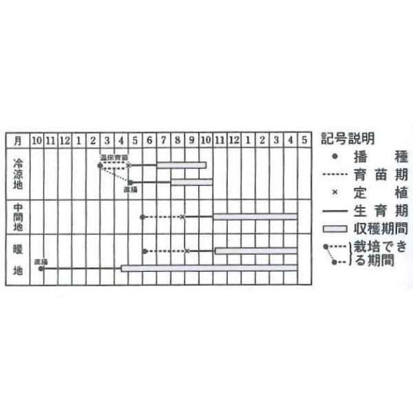 画像2: [葉物]　パセリ　カーリ・パラマウント　20ml　タキイ種苗　 (2)