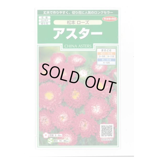 画像1: 花の種 アスター 松本ローズ 約190粒 (株)サカタのタネ 実咲250(026207) (1)