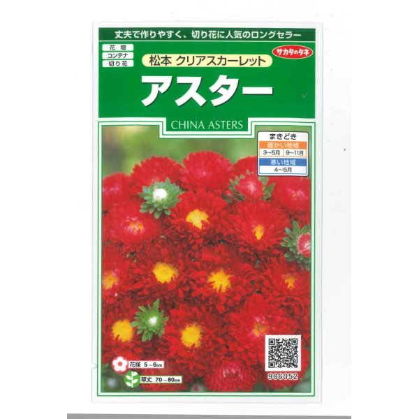 画像1: 花の種　アスター　松本クリアスカーレット　約190粒　（株）サカタのタネ　実咲250 (1)