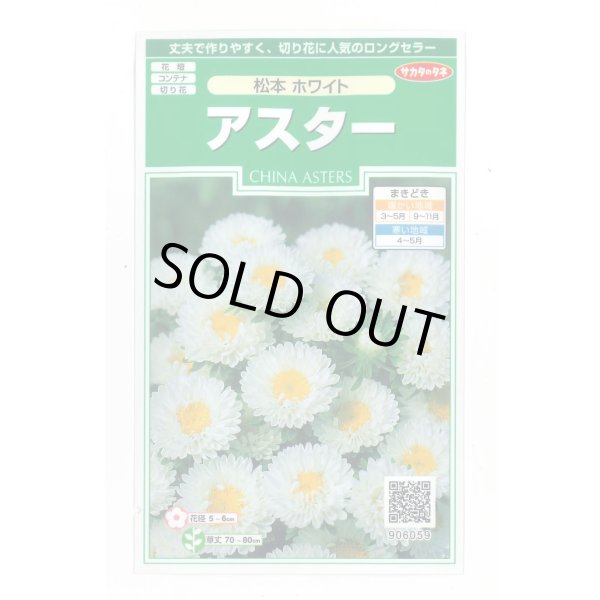 画像1: 花の種 アスター 松本ホワイト 約190粒 (株)サカタのタネ 実咲250(026211) (1)