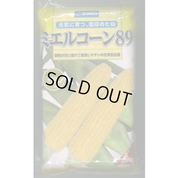 画像1: [とうもろこし]　ミエルコーン89　2000粒　雪印種苗（株） (1)