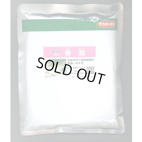画像1: [ねぎ] 春扇 ペレット種子 6千粒 (株)サカタのタネ (1)