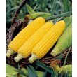 画像2: [とうもろこし]　キャンベラ86　2000粒　タキイ種苗 (2)