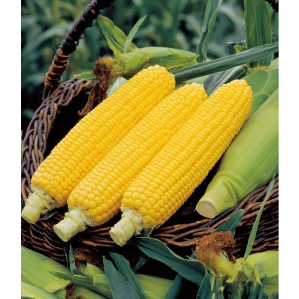 画像2: [とうもろこし] キャンベラ86 2000粒 タキイ種苗 (2)