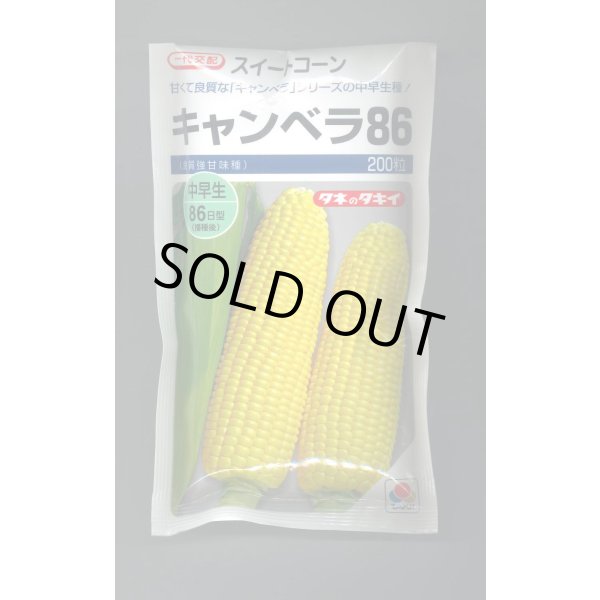 画像1: 送料無料　[とうもろこし]　キャンベラ86　200粒　タキイ種苗(株) (1)