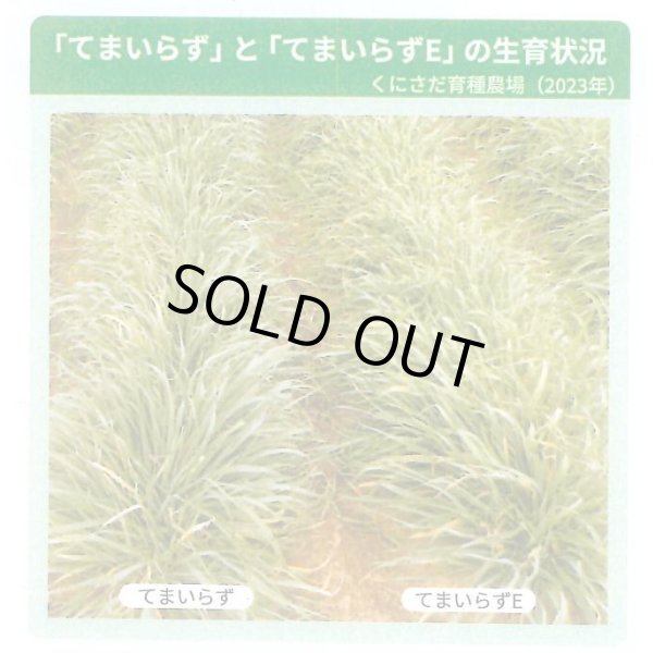 画像3: [緑肥]　オオムギ　てまいらずE　1kg　カネコ種苗(株) (3)