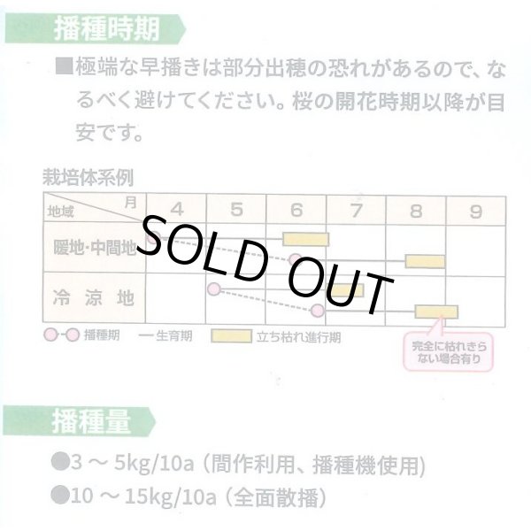 画像2: [緑肥]　オオムギ　てまいらずE　1kg　カネコ種苗(株) (2)