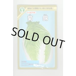 画像: 送料無料　[白菜]　菊錦　20ml　(株)トーホク