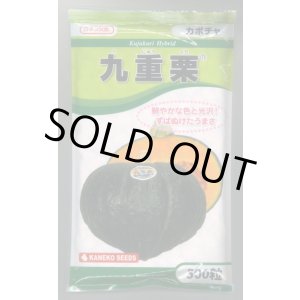 画像: 送料無料　[かぼちゃ]　九重栗　500粒　カネコ種苗（株）